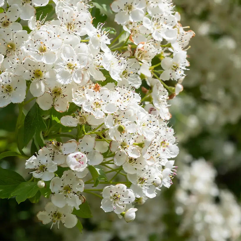 Crataegus laevigata – Aubépine lisse ou à deux styles Petites Racines nues
