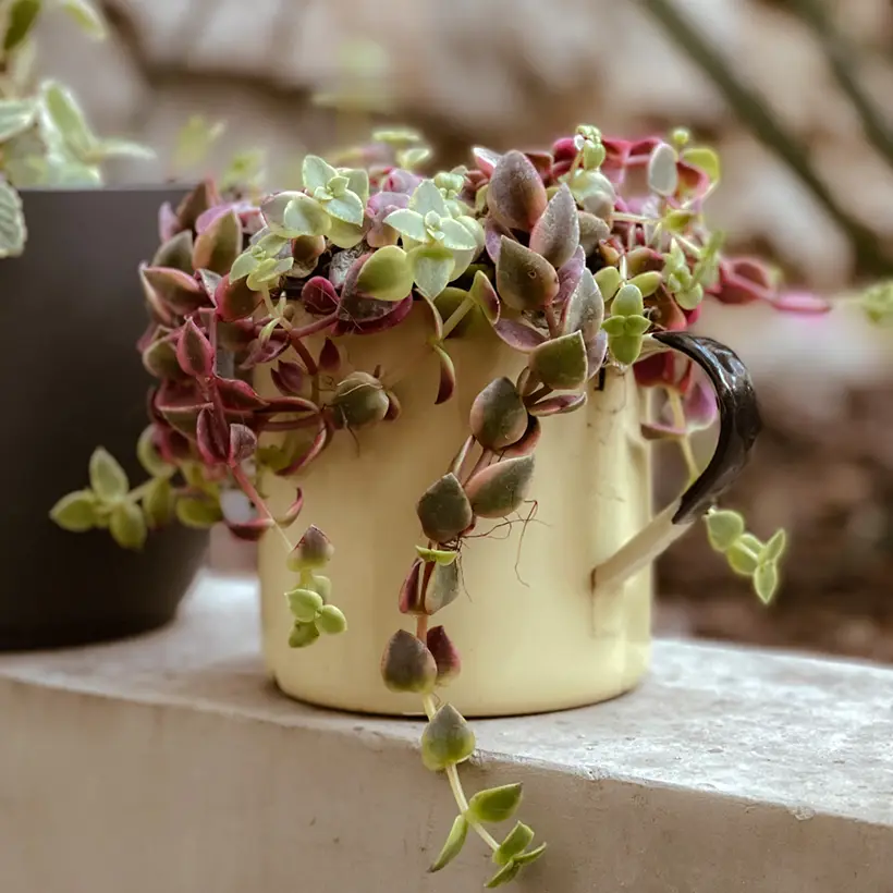 Crassula Desert Diamond Pot de 3L/4L