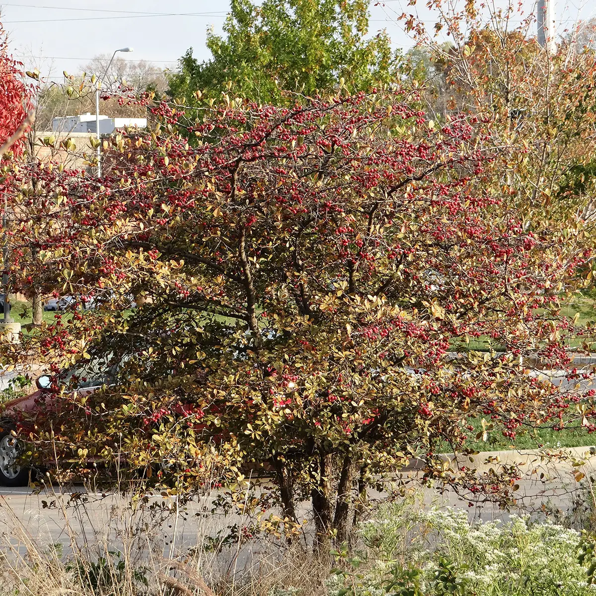 Crataegus crus-galli – Aubépine ergot de coq Pot de 6L/7L