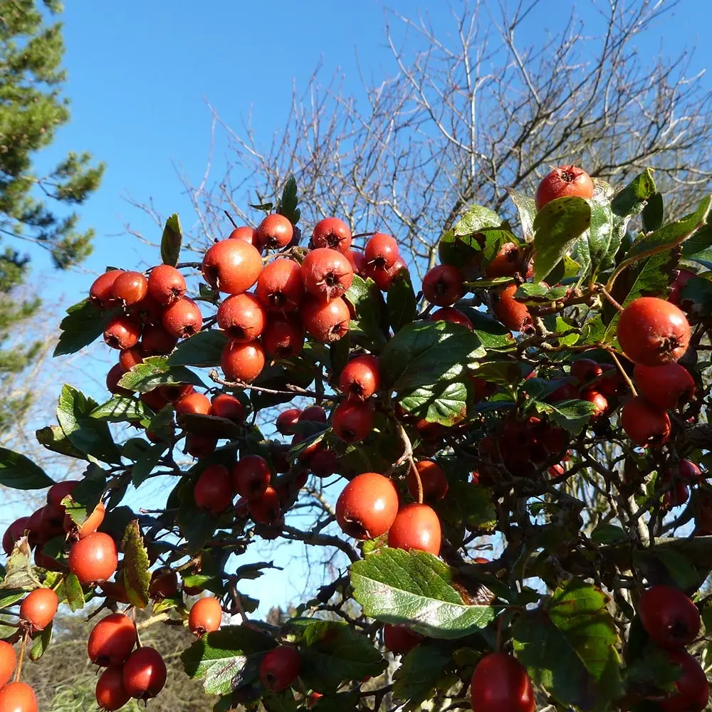 Crataegus grignonensis – Aubépine de Grignon Pot de 7,5L/10L