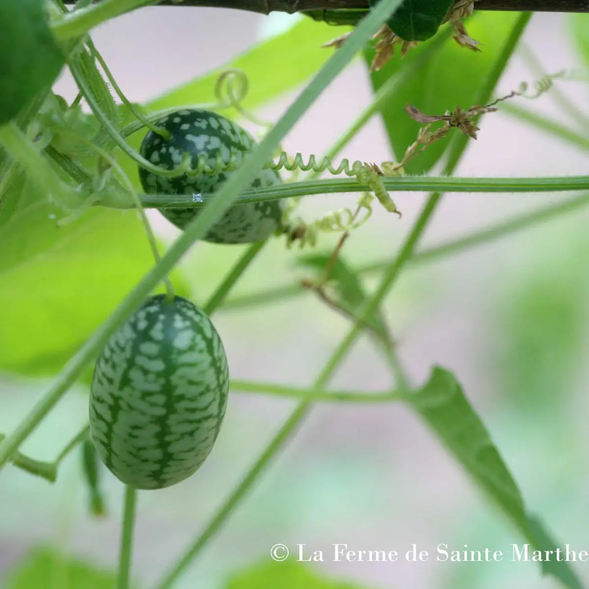 Concombre à confire (Cucamelon) Bio – Ferme de Sainte Marthe le sachet de 20 graines environ