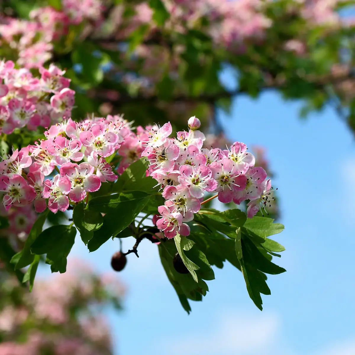 Crataegus laevigata Princesse Sturdza – Aubépine lisse Pot de 4L/5L