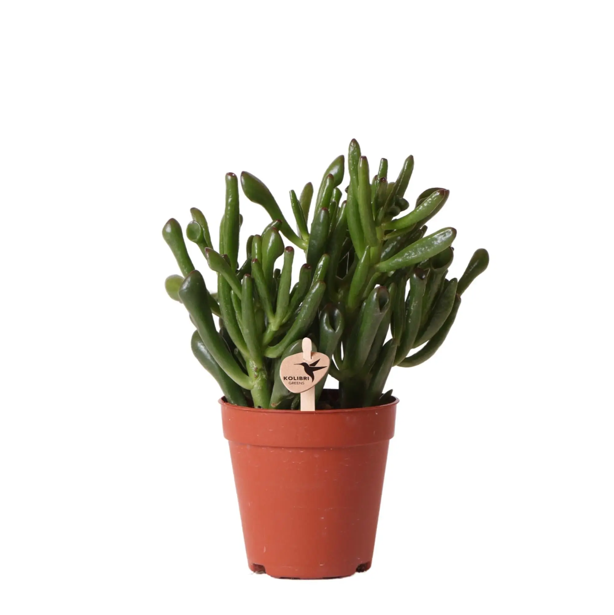 Crassula Hobbit h18cm – succulente- La Green Touch
