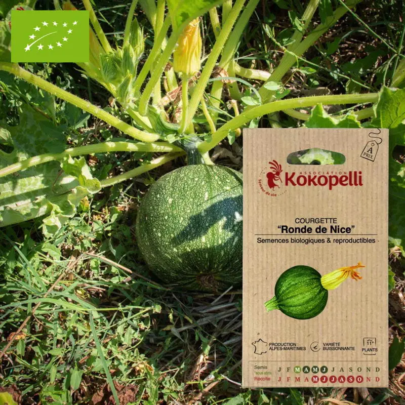 Courgette Ronde de Nice- Graines bio à semer