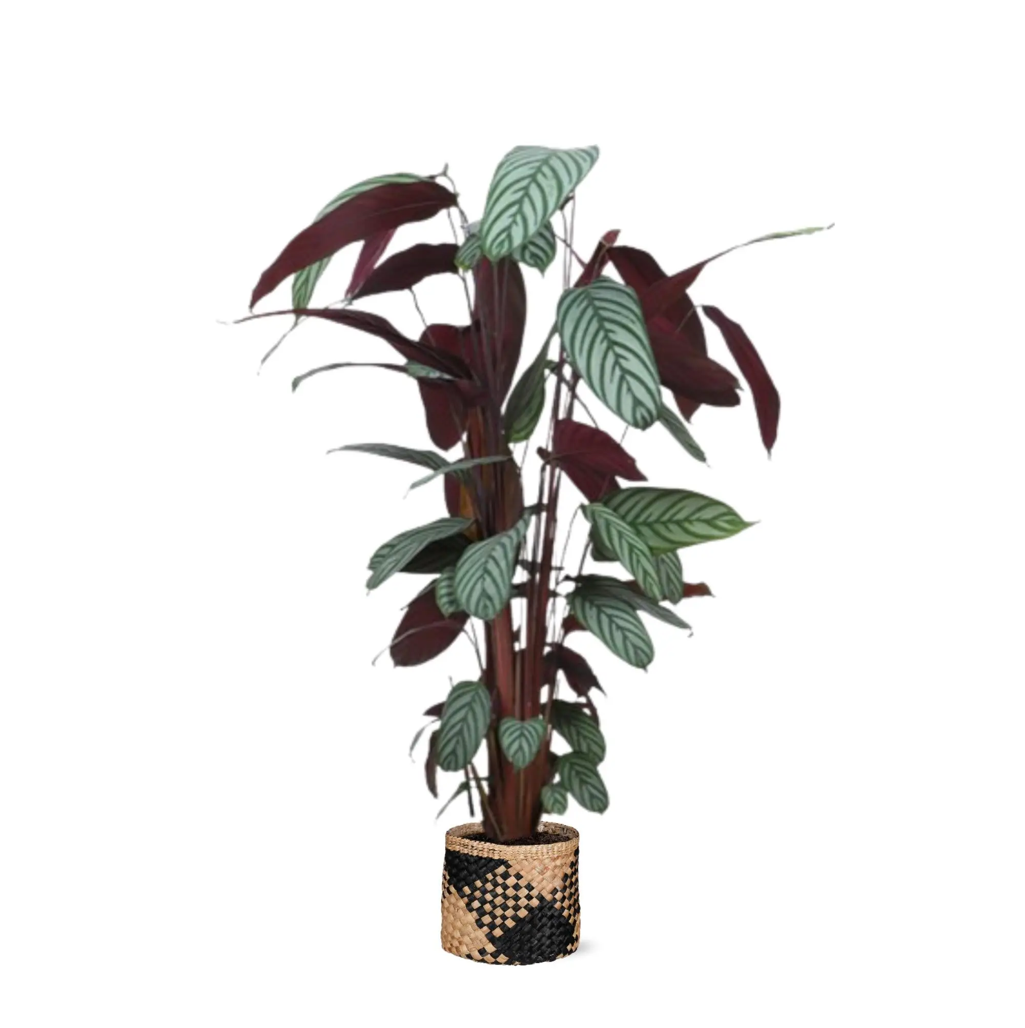 Ctenanthe Oppenheimiana et son pot- La Green Touch Panier naturel Noir – Hauteur 27cm