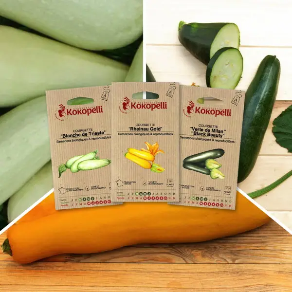 Courgettes Colorées – 3 sachets de graines bio à semer