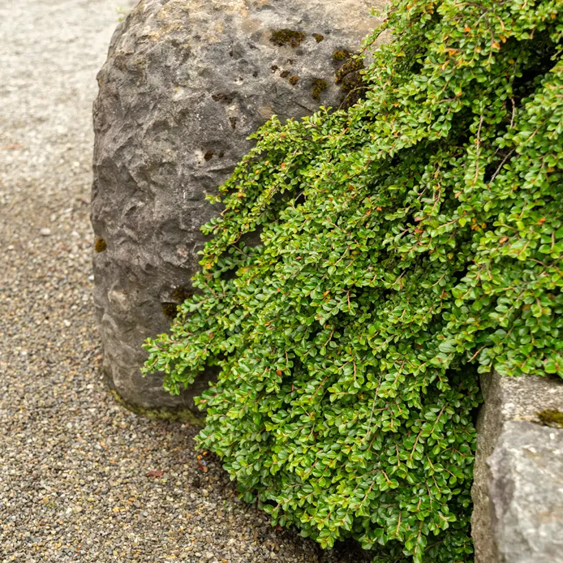 Cotoneaster adpressus – Cotonéaster rampant. Pot de 1,5L/2L