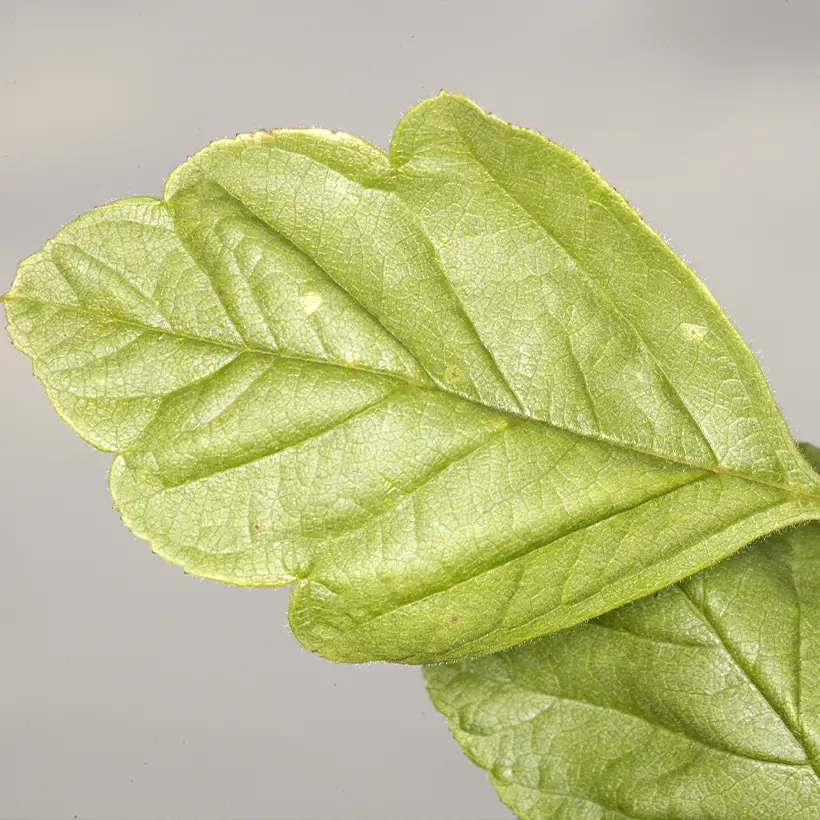 Crataegomespilus dardarii Jules d’Asnière Pot de 3L/4L, Tige