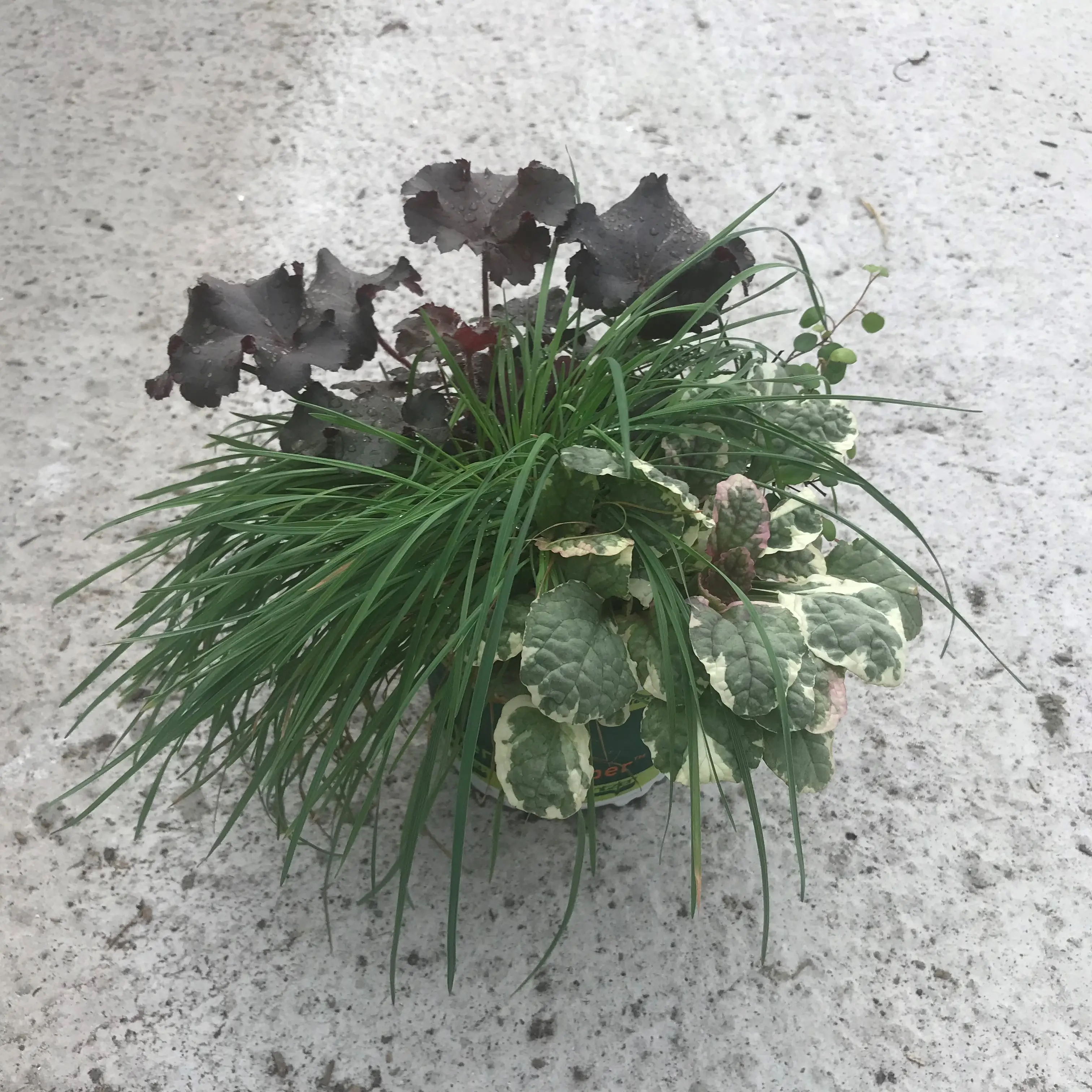 Composition Sunkissed – composition de 4 plantes Pot de 12 cm / 13 cm