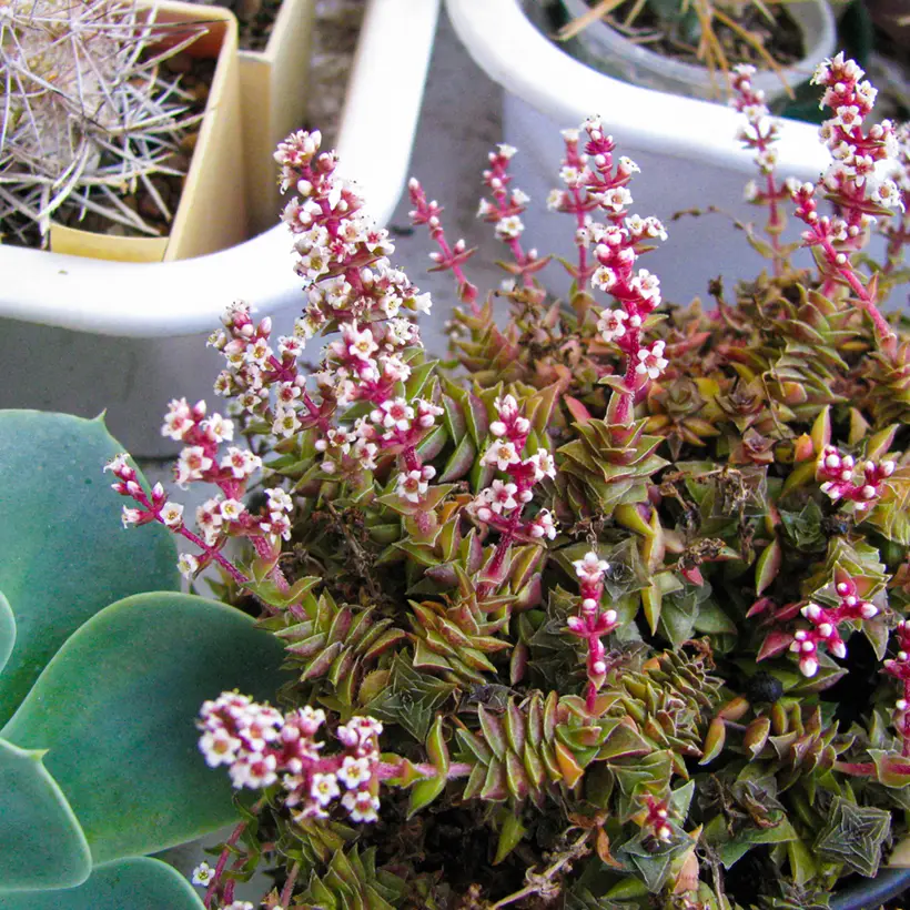 Crassula capitella Pot de 7,5L/10L, 25/30 diamètre