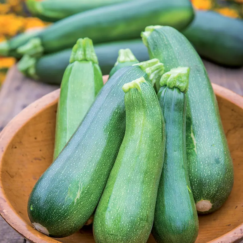 Courgette Sure Thing F1 en plant Mini-motte Ø 3/4 cm (par 3)