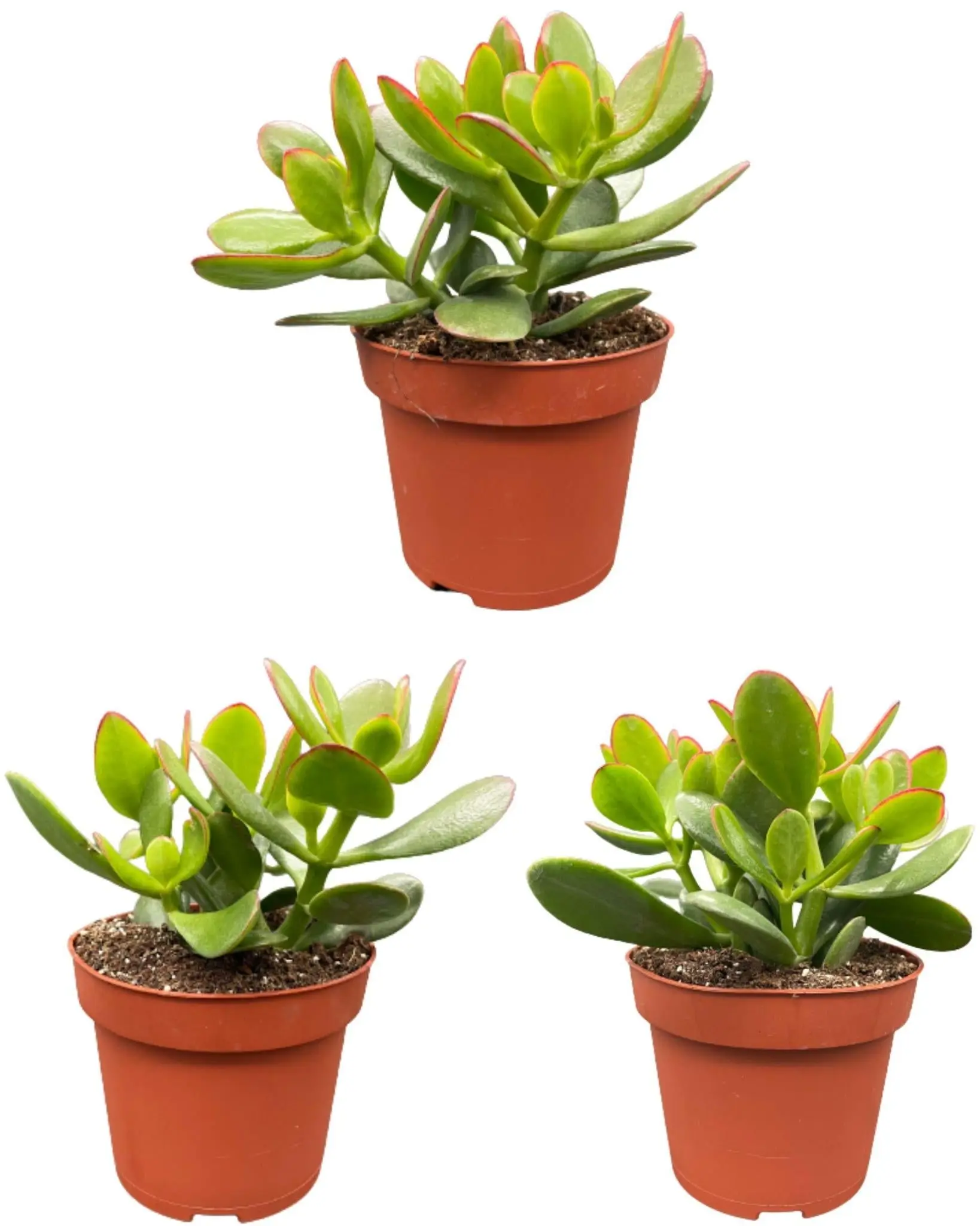 Crassula Ovata – Lot de 3 Succulentes- La Green Touch