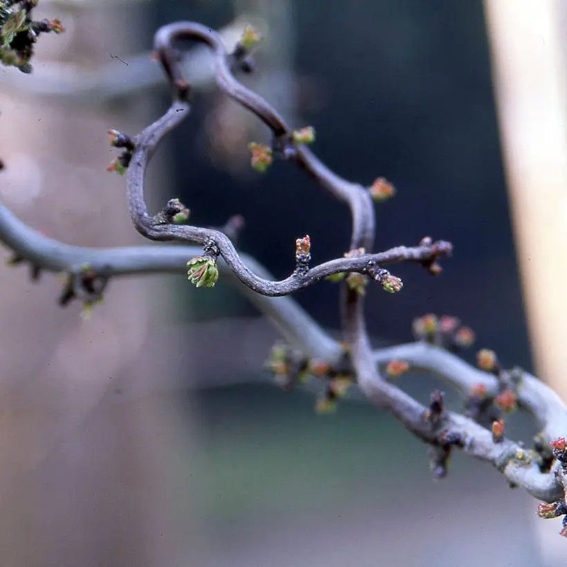 Crataegus monogyna Flexuosa – Aubépine monogyne Pot de 3L/4L