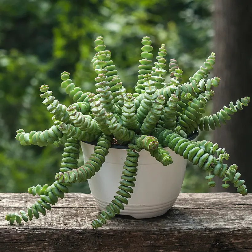 Crassula perforata Pot de 7,5L/10L, 20/25 diamètre