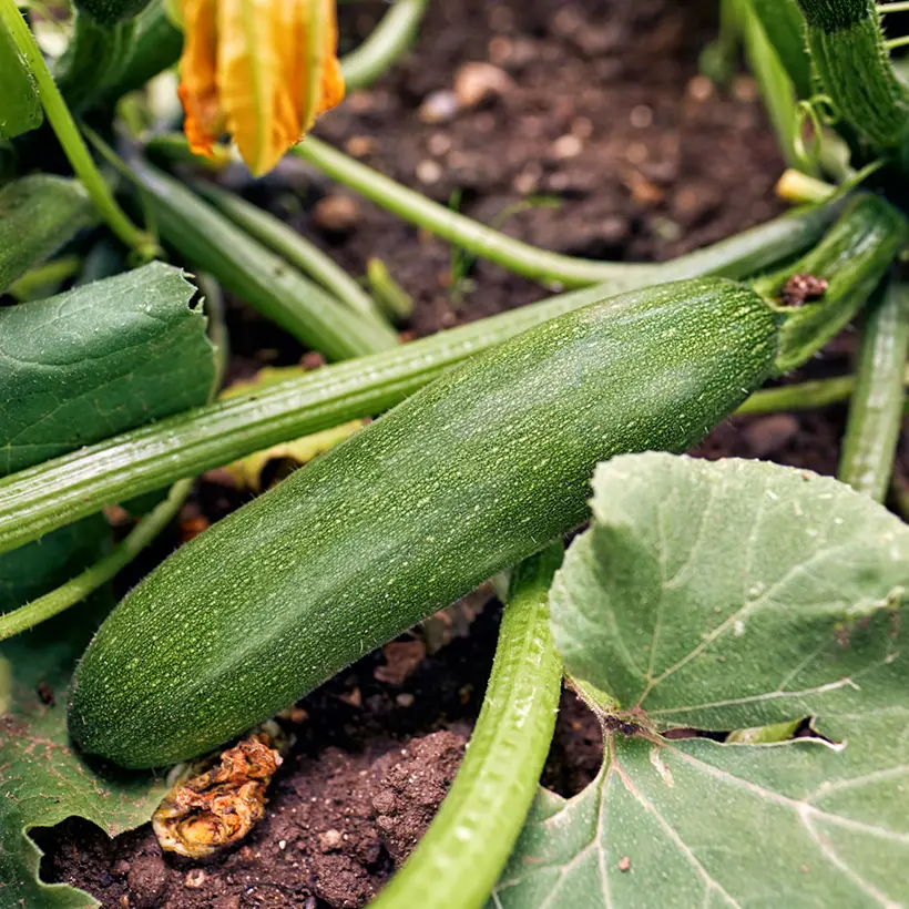 Courgette Storr’s Green F1 le sachet de graines de 5 grammes