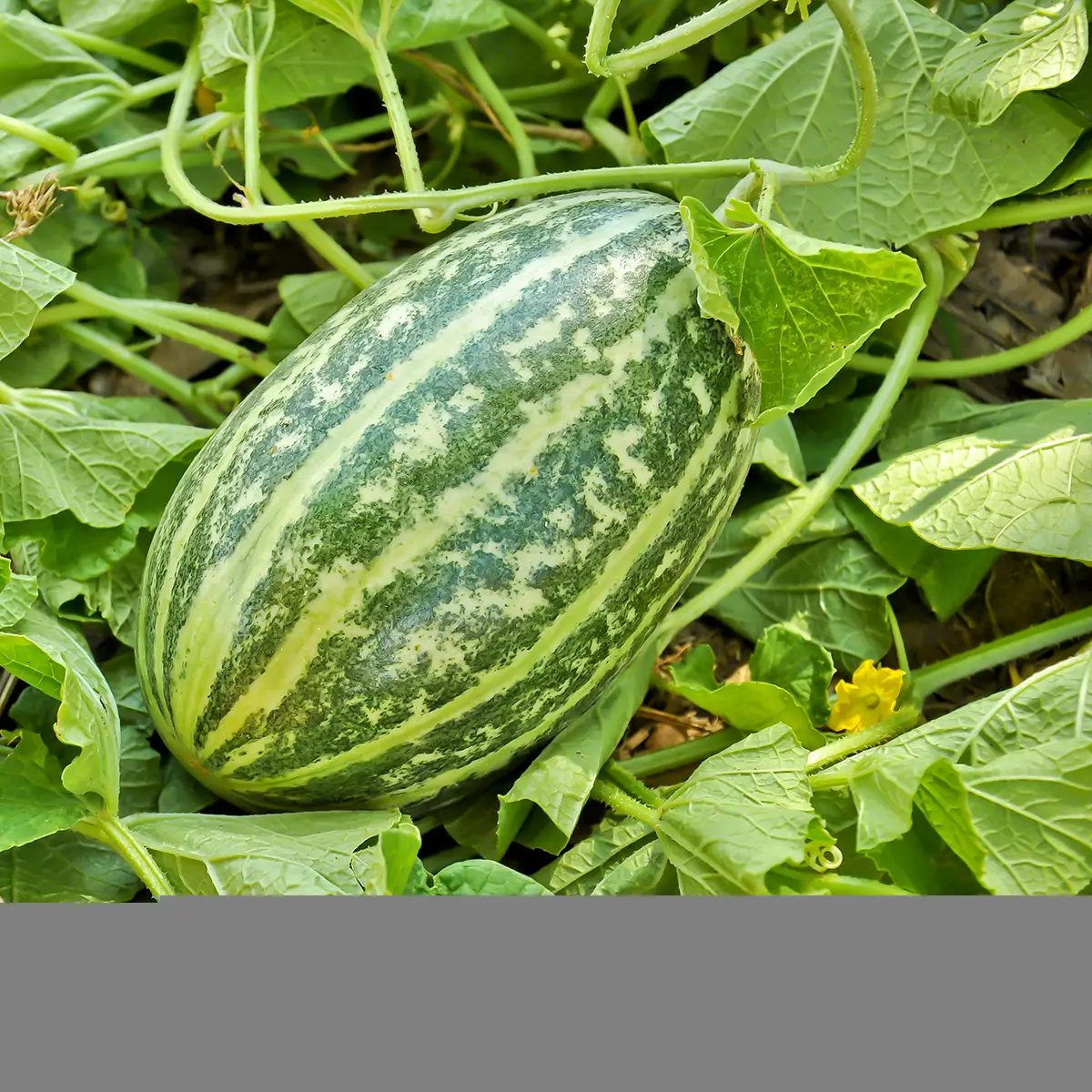 Concombre de Mangalore ou Sambar Southekai – Cucumis sativus Brocade le sachet de 10 graines environ