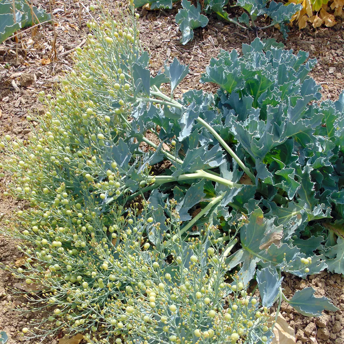 Crambe maritima – choux maritime Godet de 8/9 cm