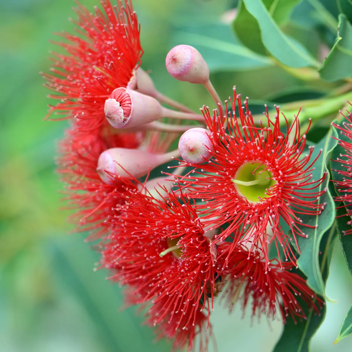 Corymbia ficifolia – Eucalyptus ou gommier rouge Pot de 7,5L/10L