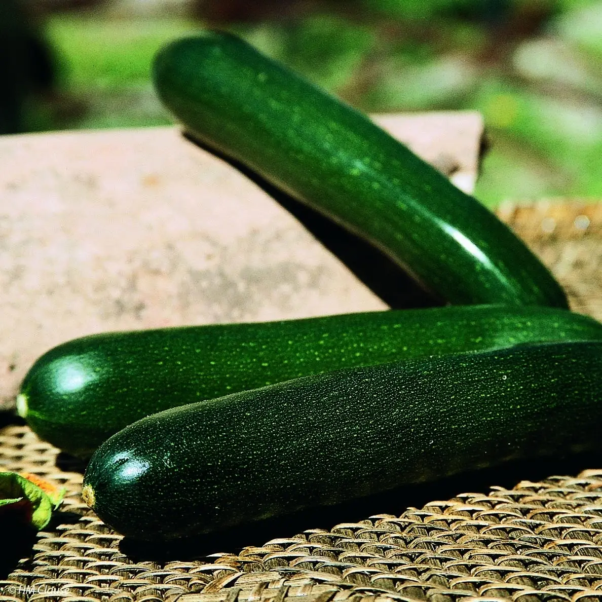 Courgette Tarmino F1 en plants Pot de 10 cm/11cm