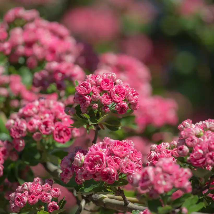Crataegus laevigata Rosea Flore Pleno – Aubépine Pot de 7,5L/10L