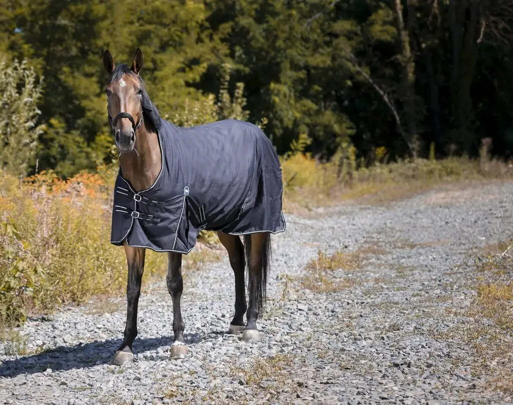Couverture d’écurie noir – Taille : 5’9